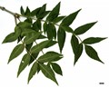SpeciesSub: subsp. oxycarpa SpeciesSub: subsp. oxycarpa